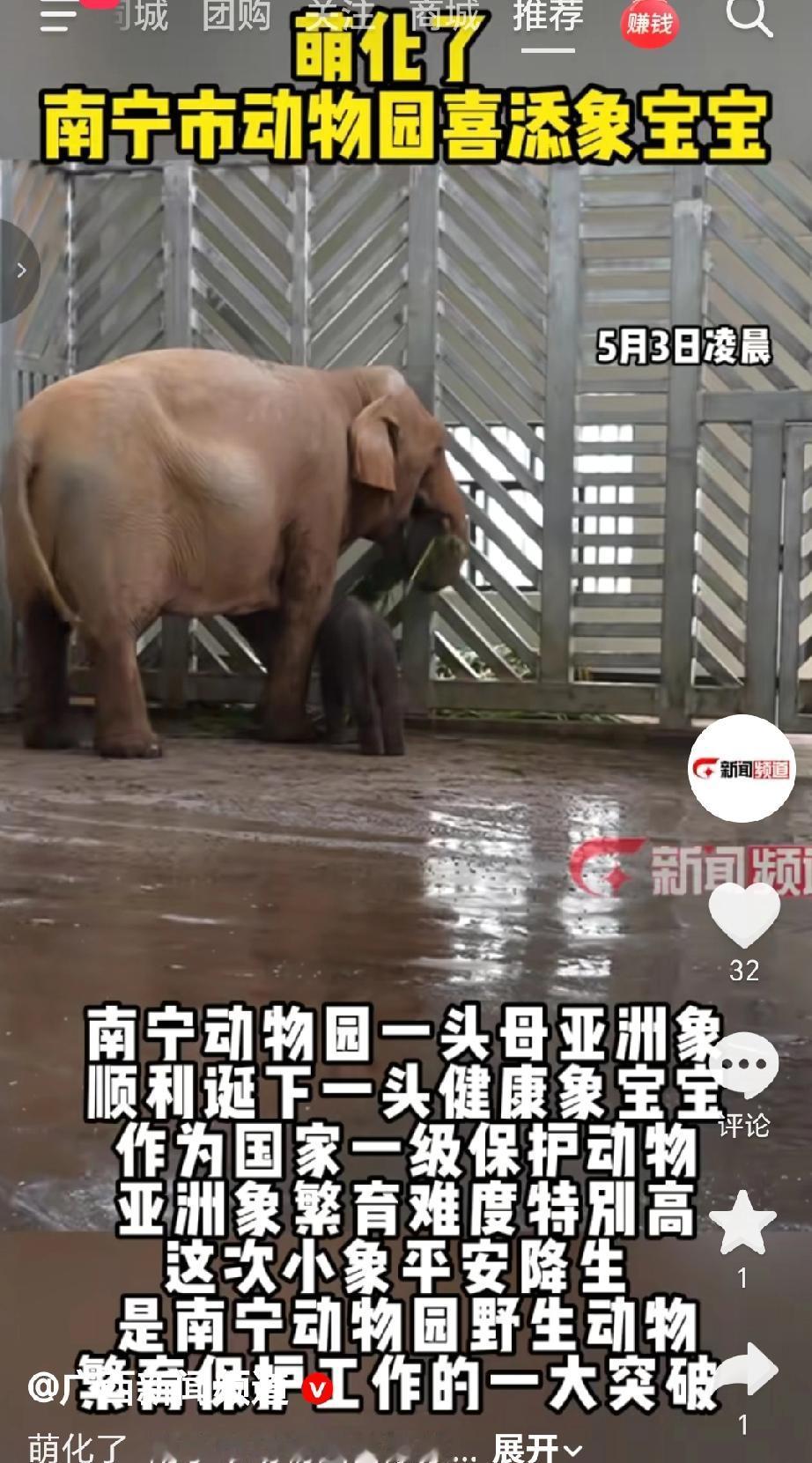 5月3号南宁动物园，迎来了新的象宝宝，象宝宝刚降生不久，体型小巧，跟随母象活动，