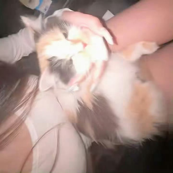 我的猫咪好可爱 ​​​[跪了]  ​​​