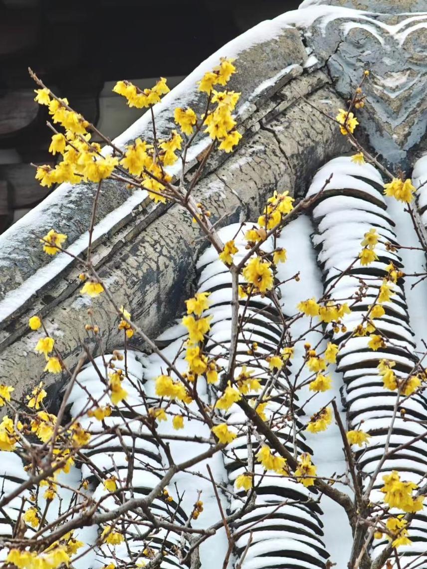 腊梅把金黄缀在雪瓦间，旧檐似载着岁月的舟，每朵花都是冬夜里跳脱的星子。
🏮 雪