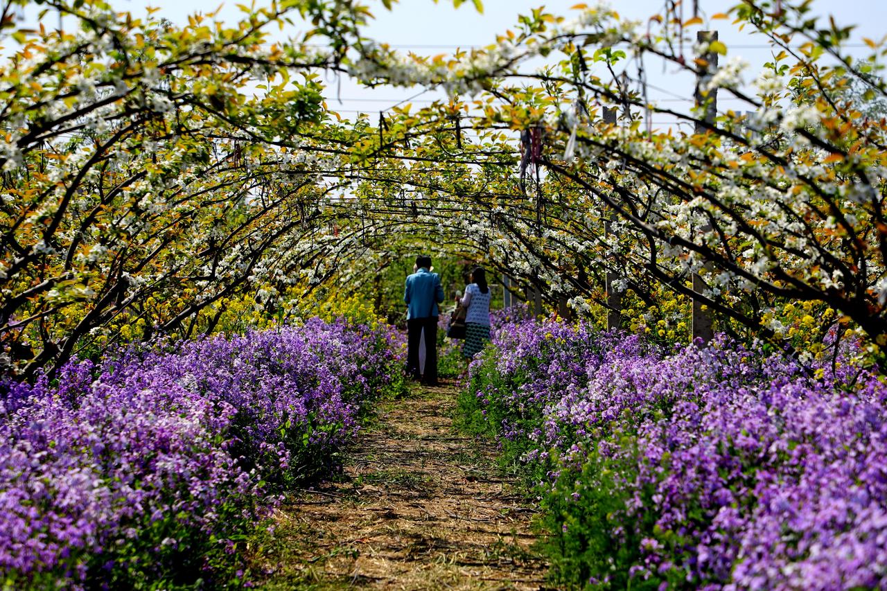 再不去花都谢了！
邢台秋硕马场梨种植基地位于邢台市李村镇，1200亩梨花即将开败