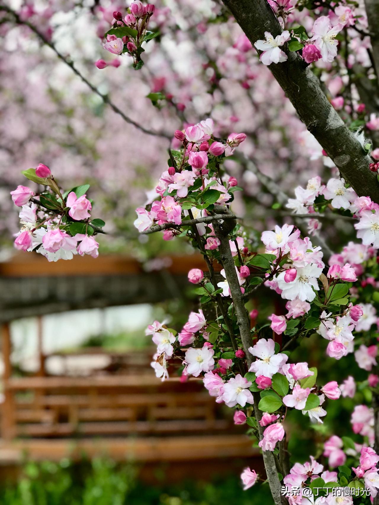 待到山门口一转过弯，眼前豁然开朗：满山满谷的梨花，白花花地铺开去，一直铺到天边。