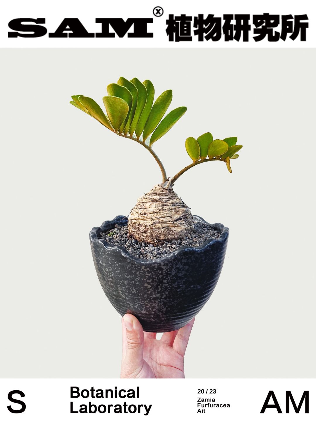 墨西哥铁｜Zamia Furfuracea Ait.