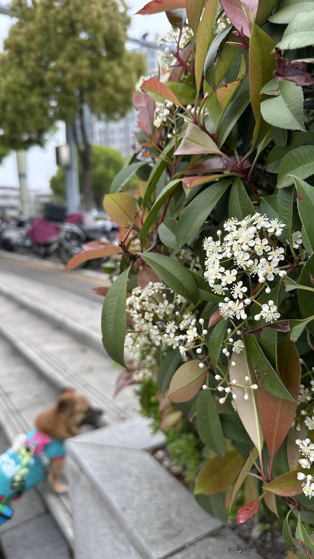 台北人在苏州，清明过后，原以为天气会逐渐温暖，不会再冷了。但这几天下过雨后，体感