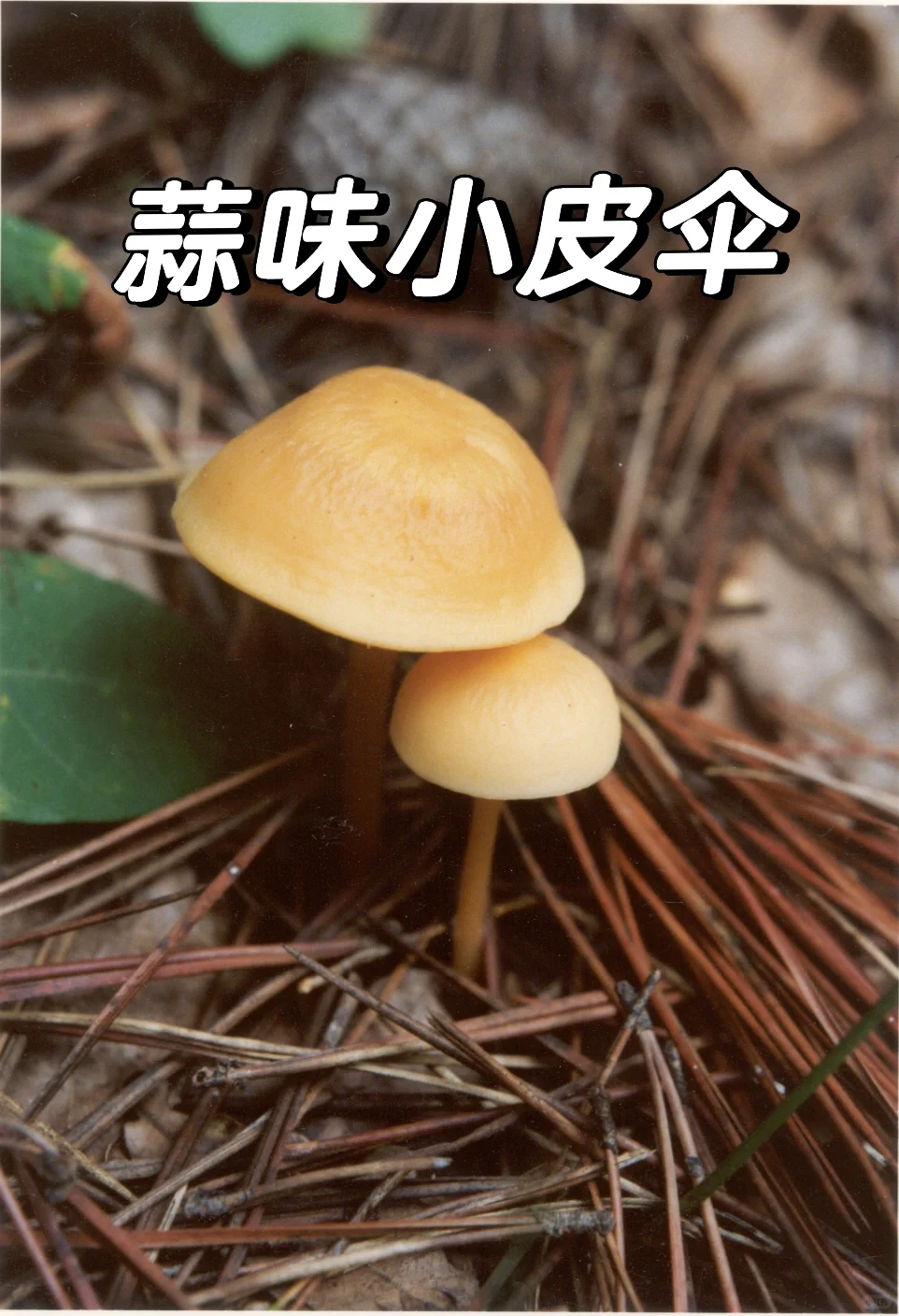 这蘑菇，生来自带蒜味儿