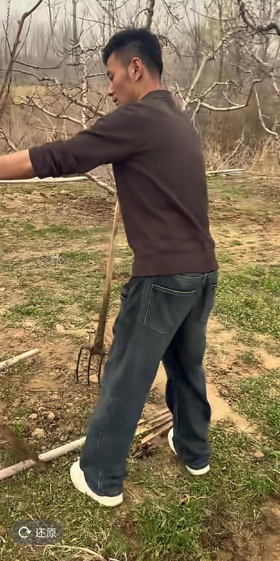 厉怀远这几次发布的视频，都是他在自家梨园里劳作的场景。他和伙伴们一起给梨树上肥、