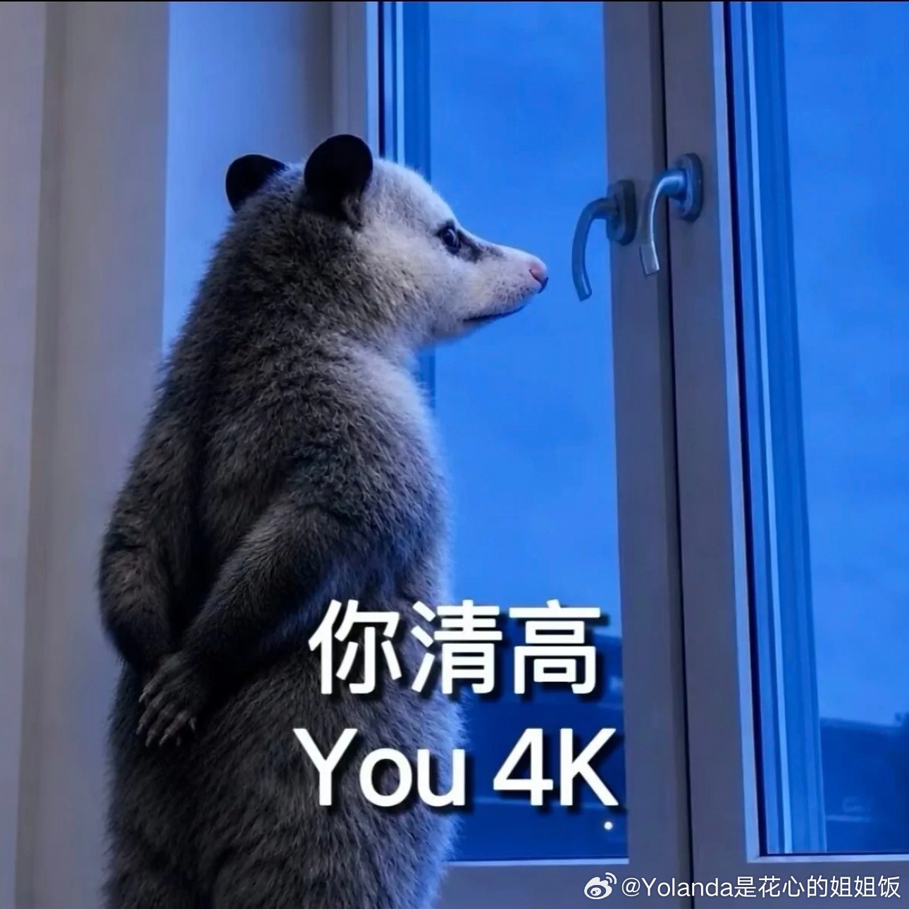 哈哈哈哈哈哈哈你4k是你高清吧？ 