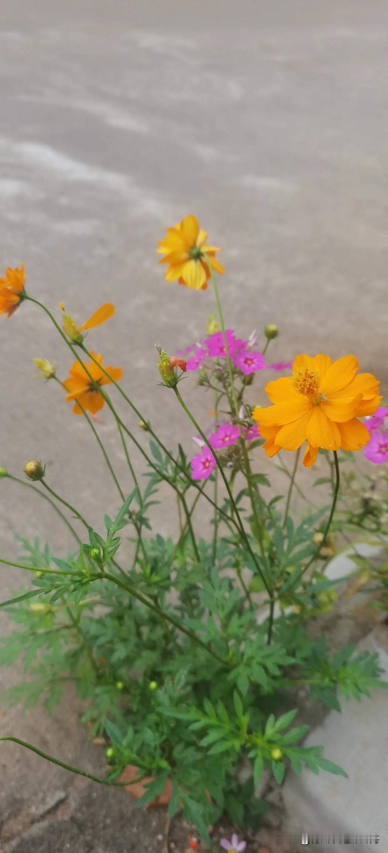 《七绝·野花》
野花半路独芬芳，
暗自修成别样妆。
活在尘凡谁喜爱？
无人知处泛