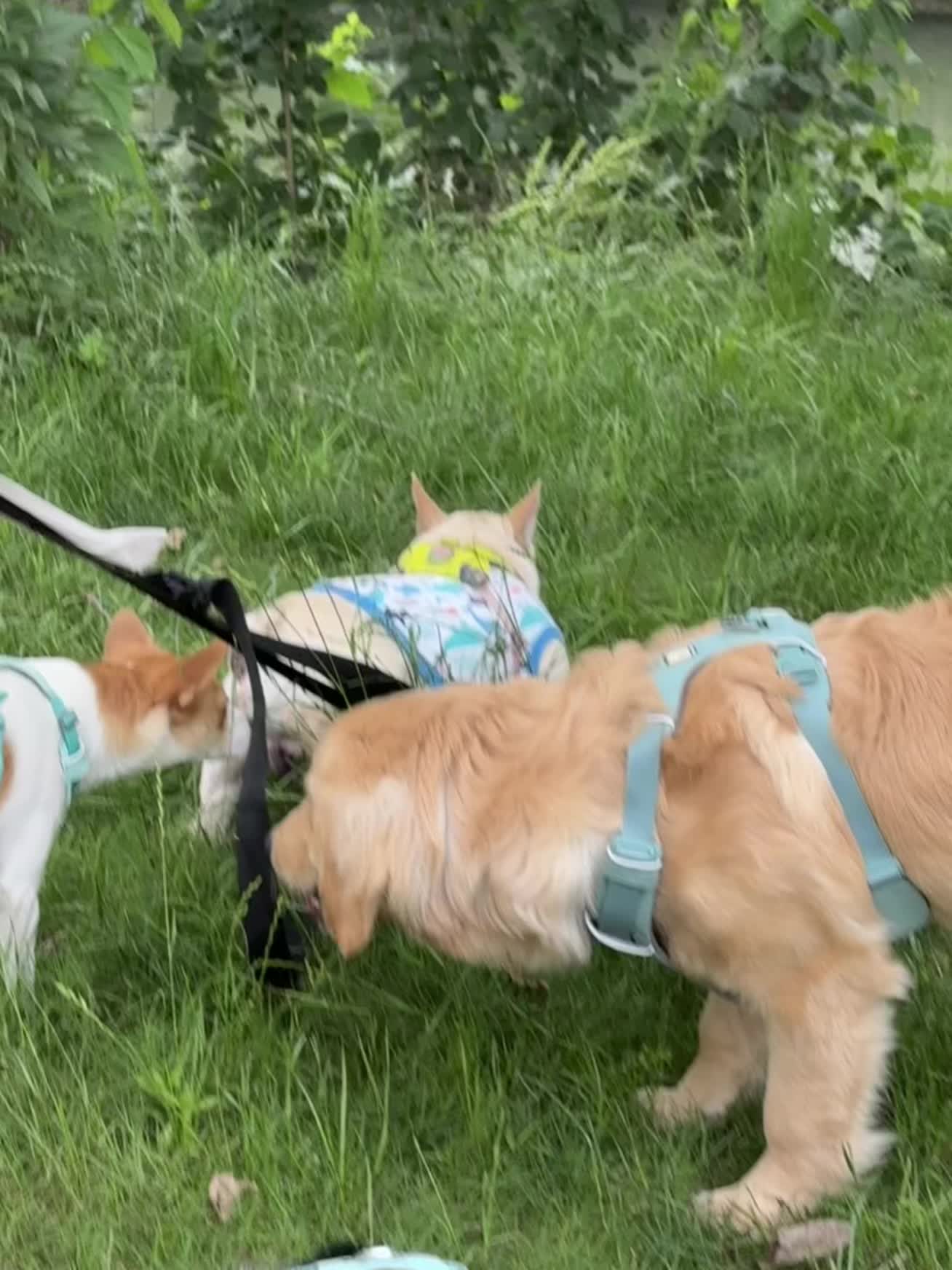 狗狗发朋友圈了