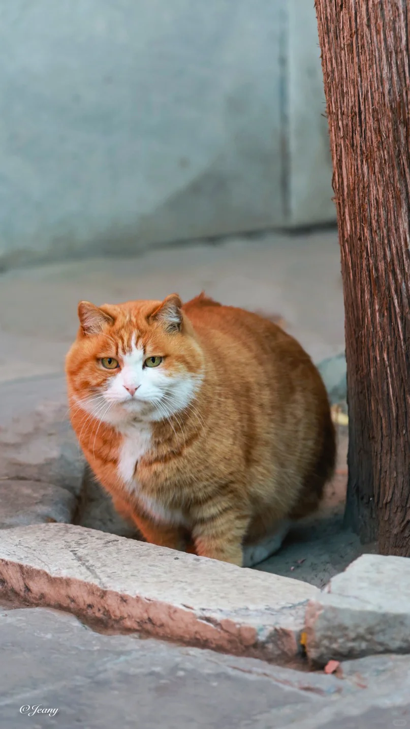 故宫的猫🐈悠然自然😊表情萌翻♥️