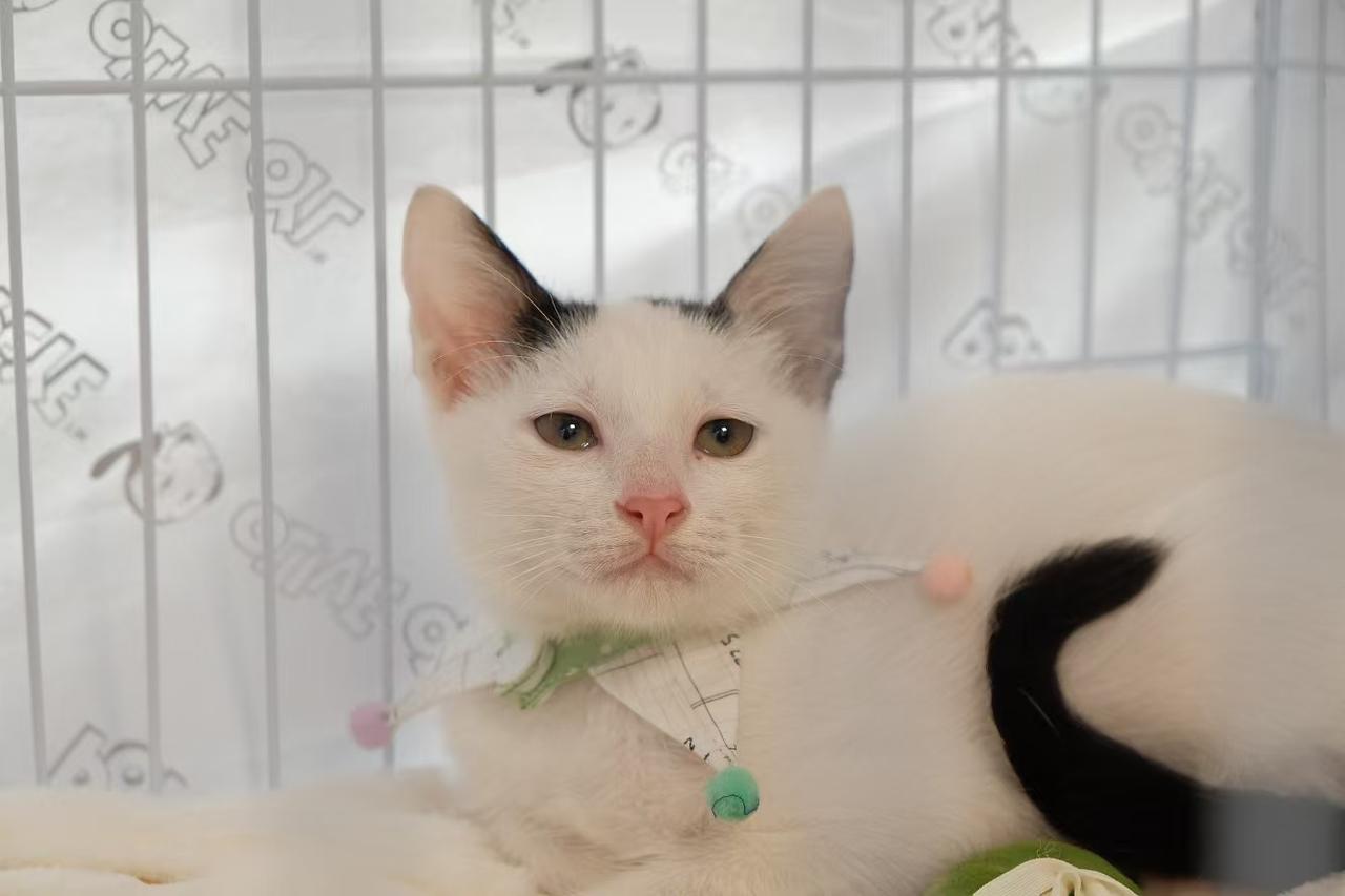 珠海，救助的奶牛猫寻找爱心领养
品种:奶多牛少的奶牛
宠物名 ：豆沙包
性别 ：