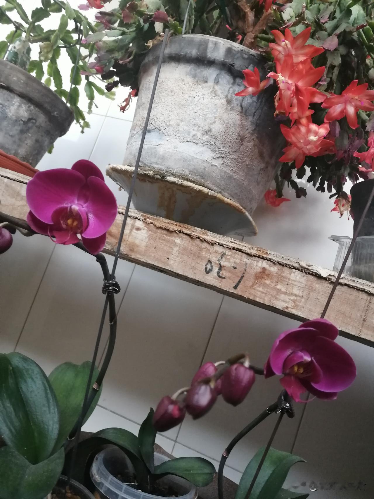 看看我养的花
我家没怎么刻意买花养，都是亲朋好友给个枝条养着玩。
蝴蝶兰是儿媳妇