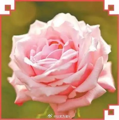 爱己水仙成了云南花市新宠云南是中国最大的鲜花市场，2025年，斗南花卉产业共交易