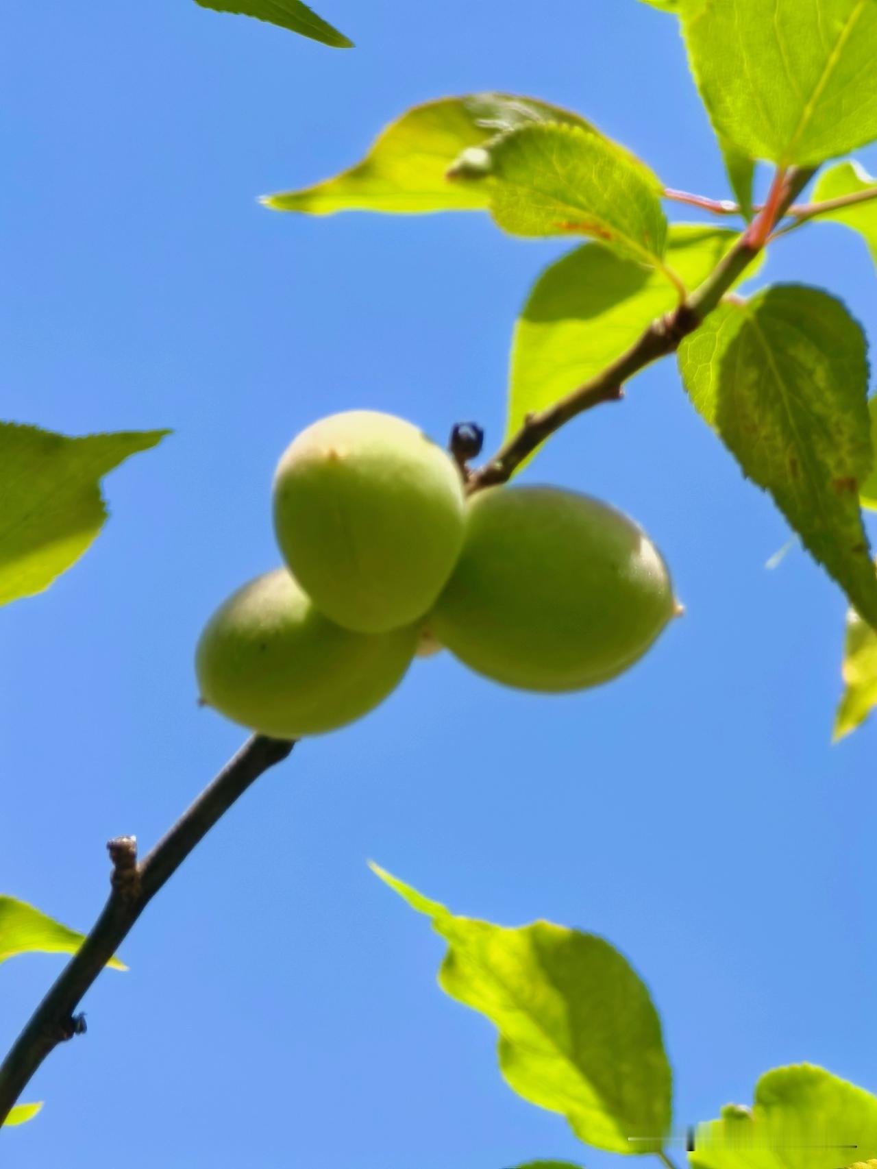 又是一年梅子青，
天高气爽，春和景明。