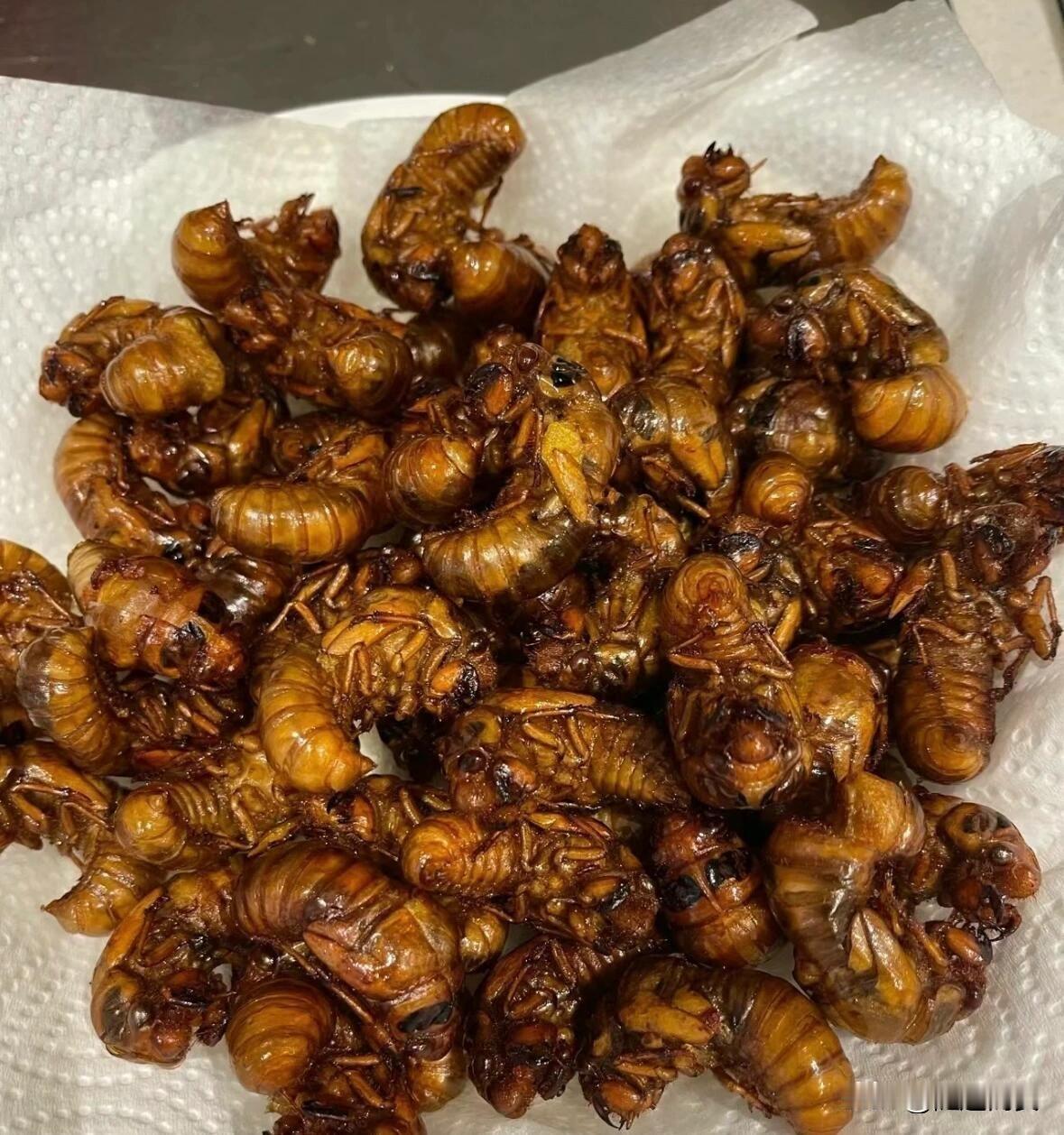 金蝉（截流鬼）以前在乡下都是用桶盛。金蝉这个东西，现在是真的金贵了，在饭店里好不