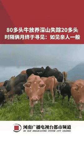万万没想到！江西，男子家里丢了20头牛，一直没找到，两个月后他在山上远远看见一群