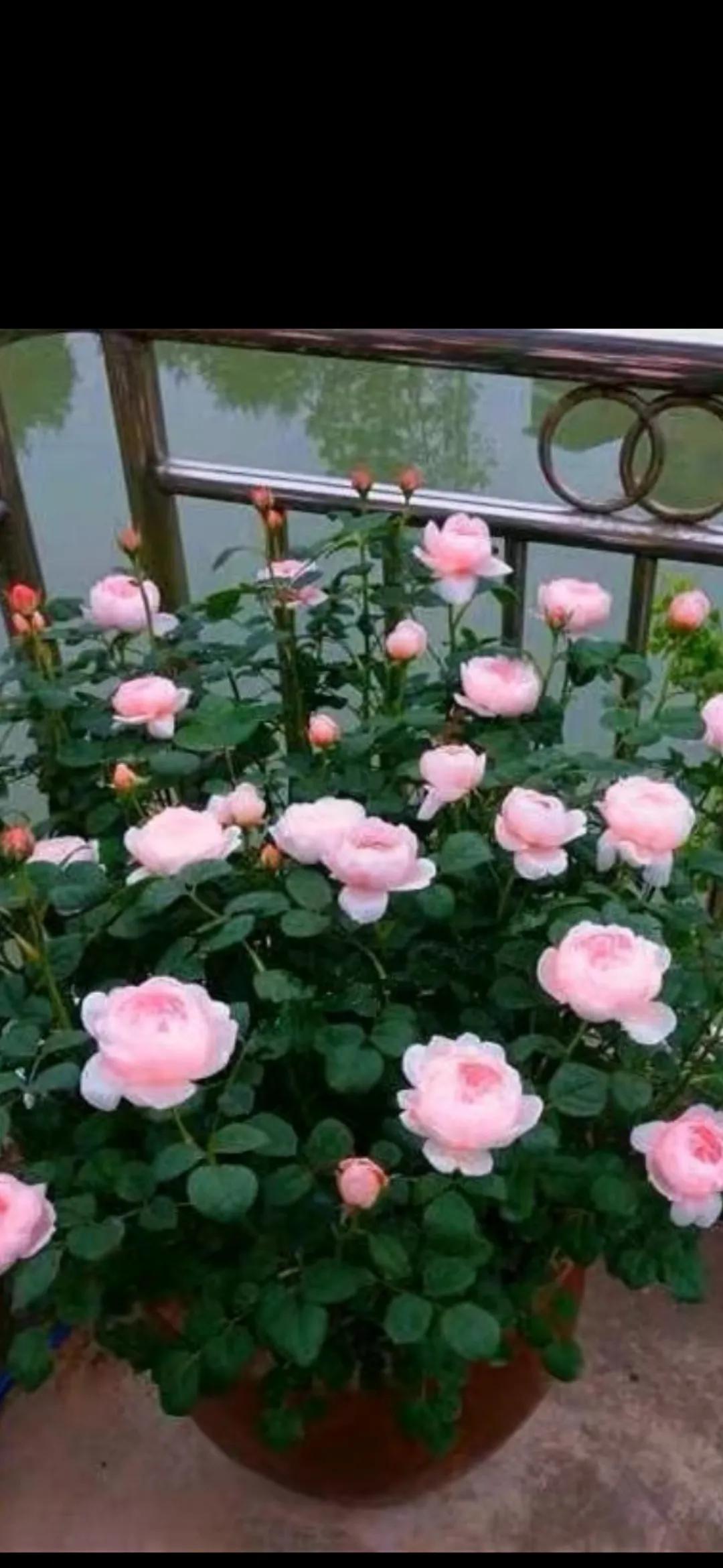 #分享一张花开的照片#阳台一角