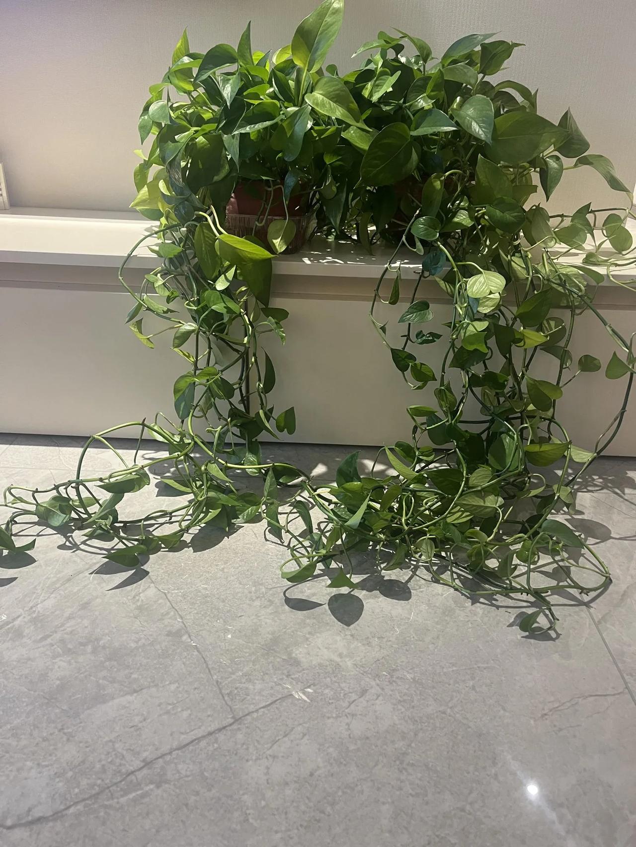 当初为了除甲醛养的几盆绿箩，俩年过去了，长了这么长，有点跟房间不搭了。你们的绿箩