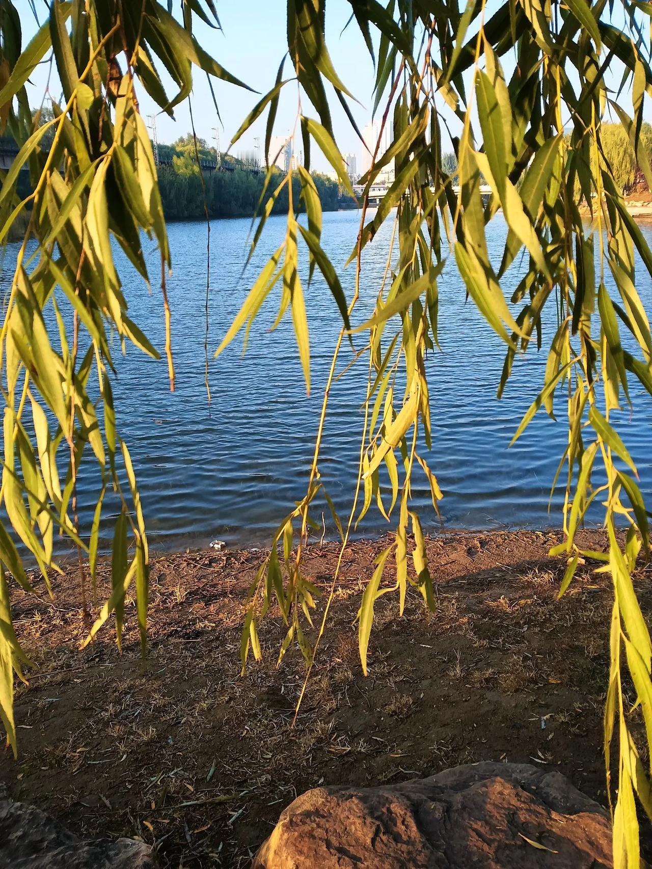 #手机摄影看风景# 
#随手拍秋季景色# 

湖畔散步
手机摄影

#秋日湖畔美