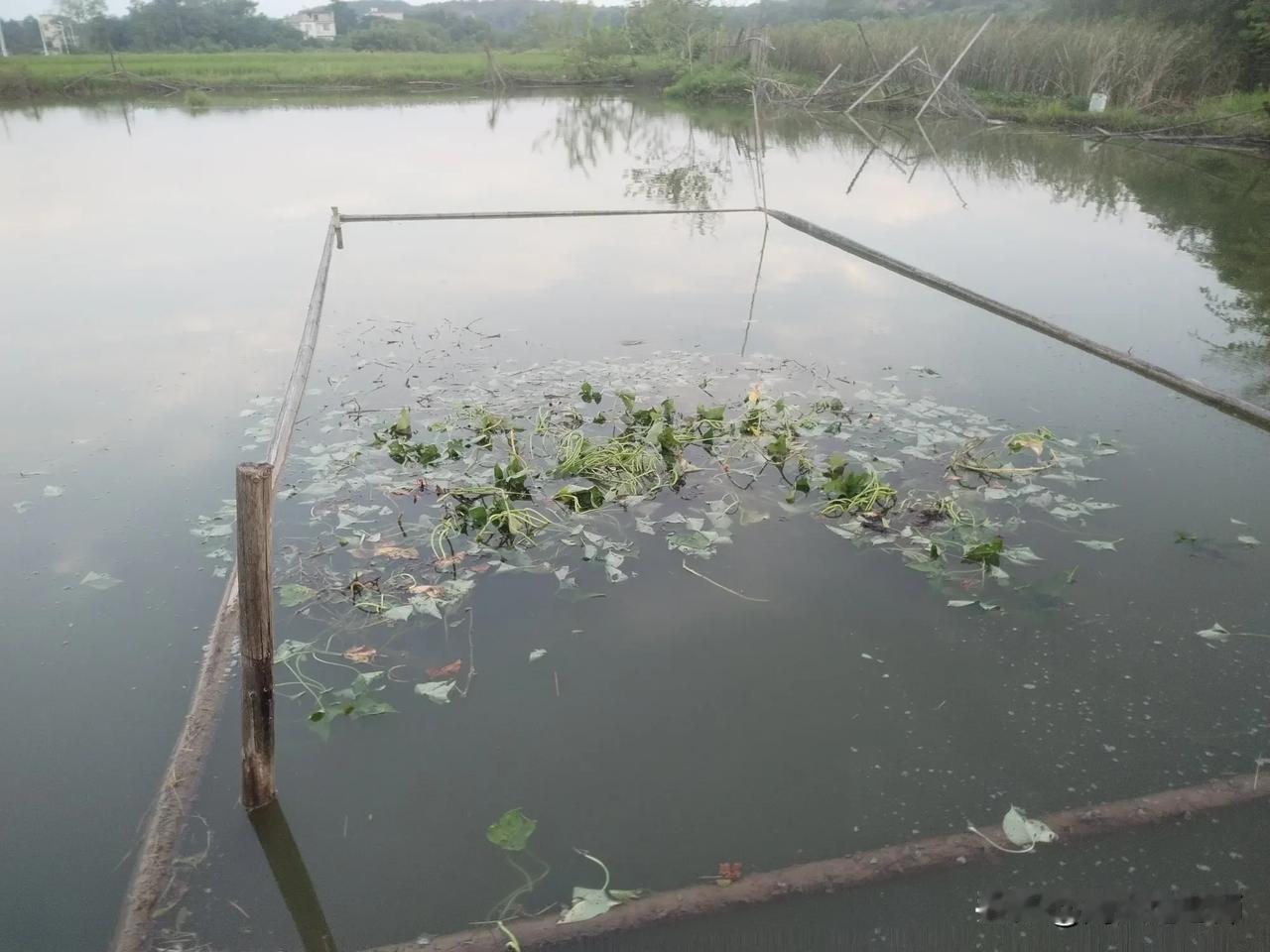 今天早上，我去塘边巡查，还走在村口水泥路上，突然感觉头重脚轻、步伐不稳，差点栽倒