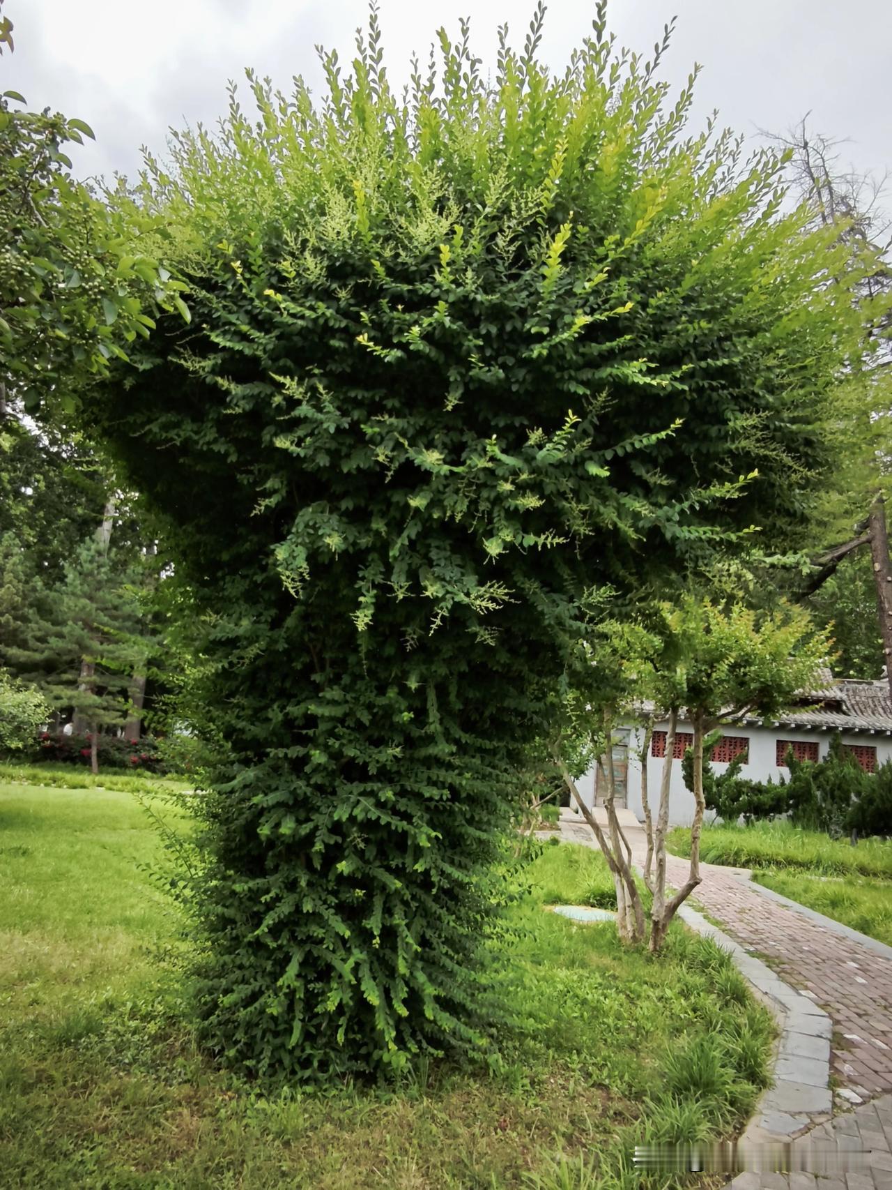 A|很火爆，但不能总依赖A|，有时真不靠谱。

昨天晚上在公园看到一棵树，不认让