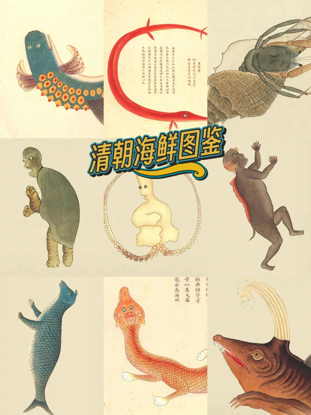 十分钟带你了解清代海鲜图鉴《海错图》！