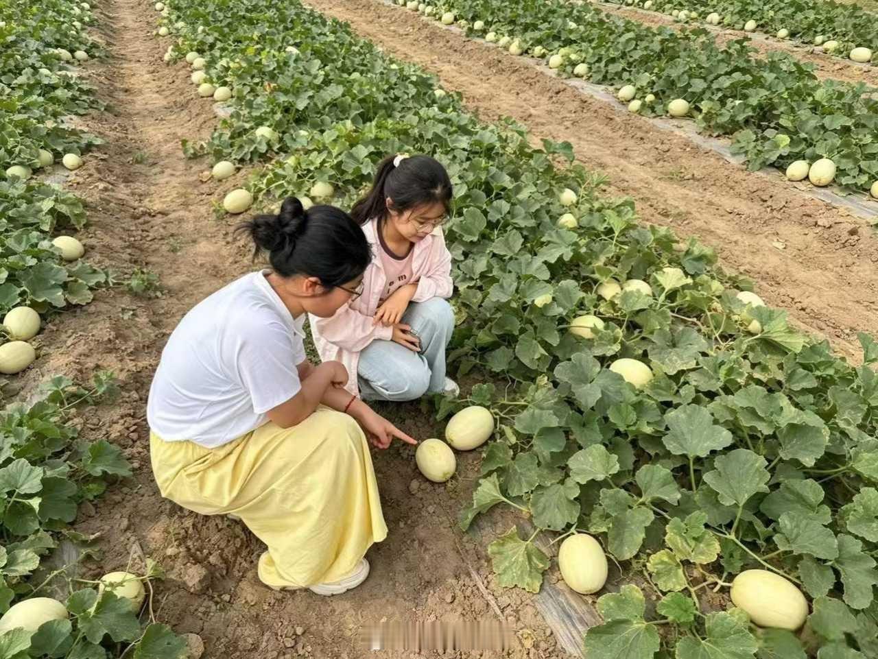 曲阜师范大学大学生暑假社会实践 【馥瓜甜韵连阡陌，产业兴旺惠农家】      乘