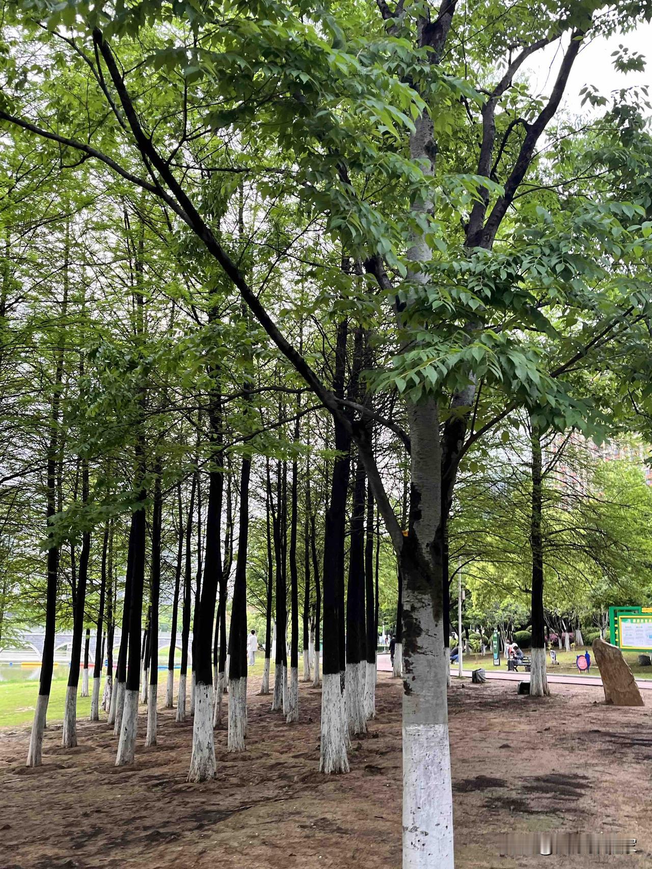 阴天的公园也是别有一番风味
开始期待夏天的风景