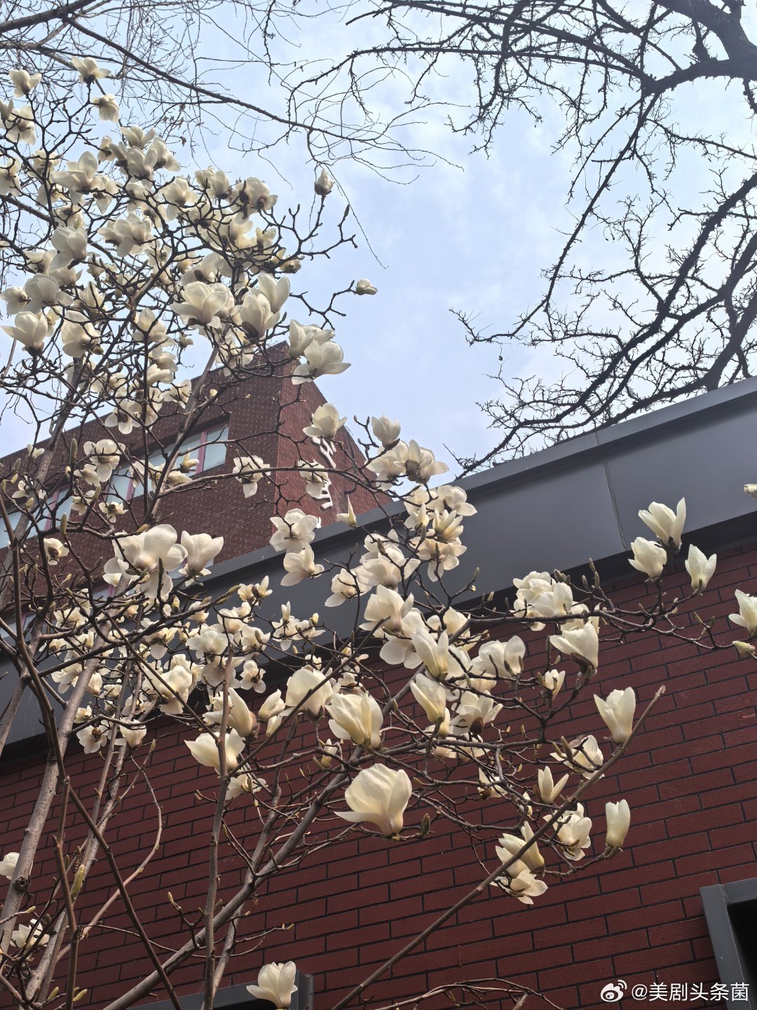 菌菌今天拍到一树很好看的玉兰花，送给大家！东风吹过玉兰花 也看看你手机里的花好吗