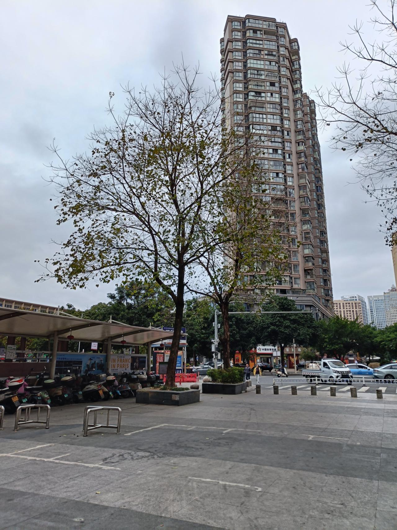 与一棵树对话
一棵树，长在我必经的路旁。暗暗不语，默默有情。阳光下，她摇曳生姿。