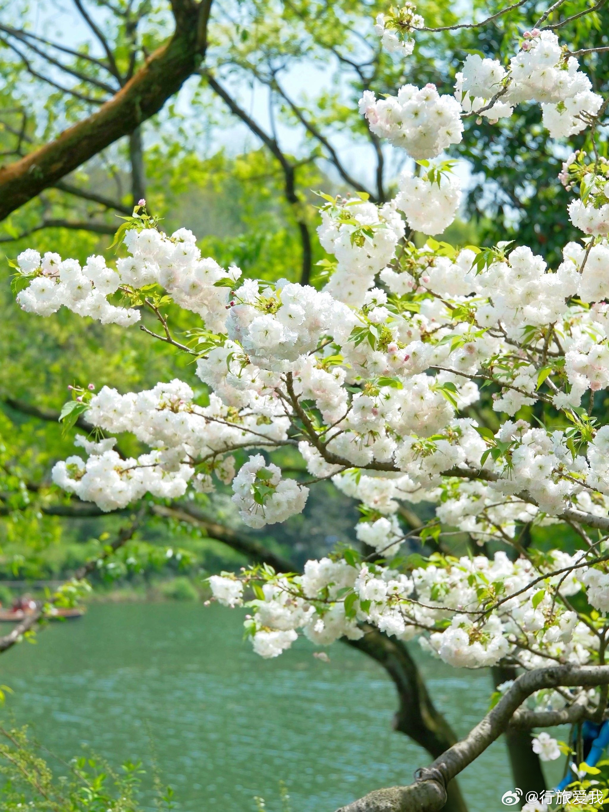 杭州的春天藏着太多温柔秘境， 不用去断桥人挤人，乌龟潭这片被时光遗忘的角落， 正
