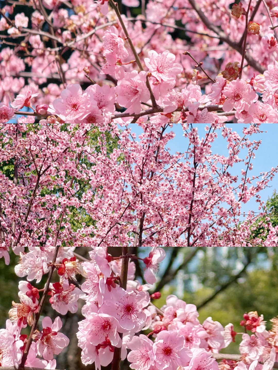 天气晴好，就该往春天里跑🌸
