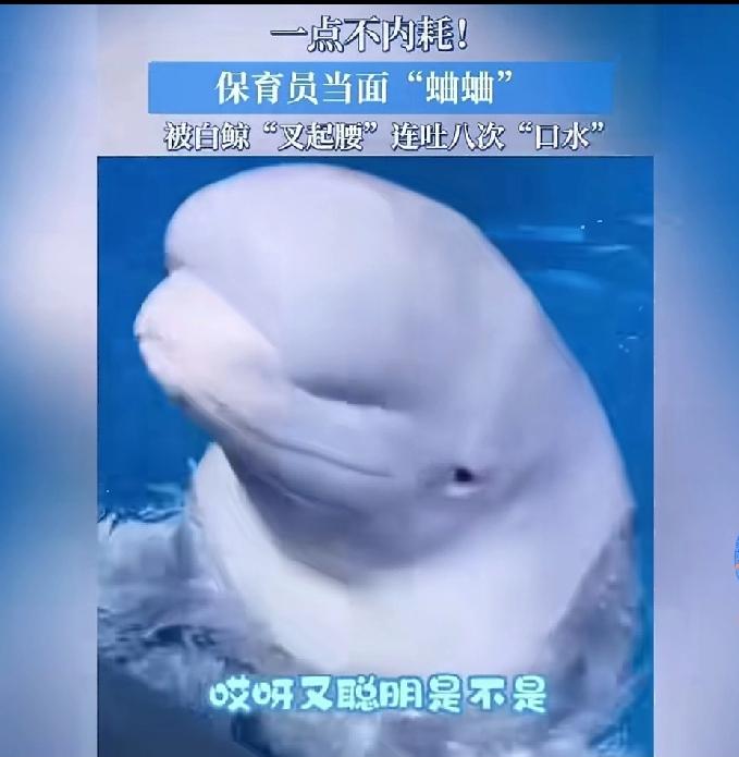 继猴子剪指甲，猩猩洗衣服后，人类万物之灵的地位又被白鲸挑战了。刚看一个视频，乐坏