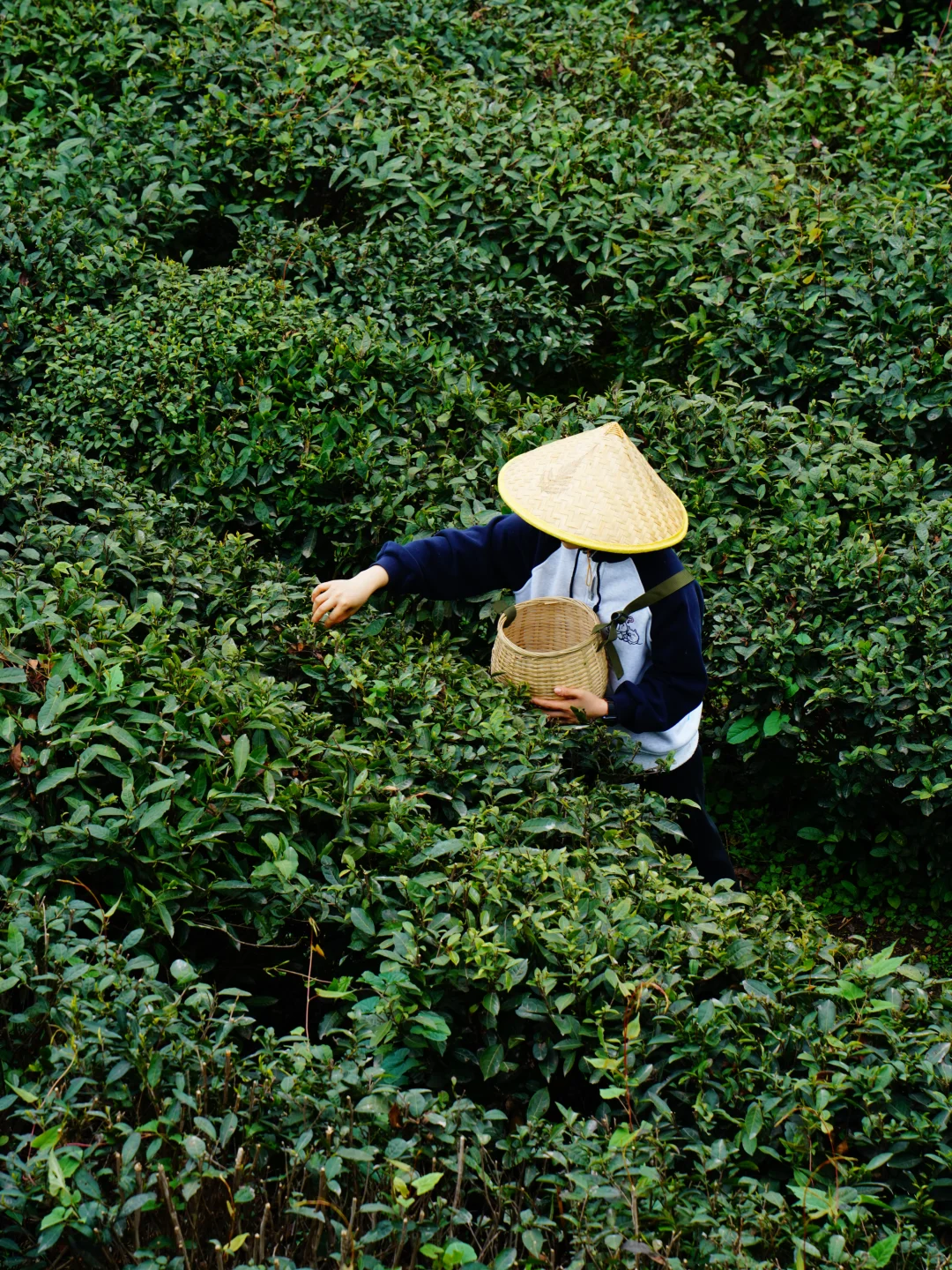 都江堰的春天｜采茶、挖笋，向阳而生