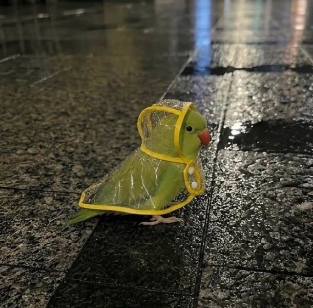 穿雨衣的鹦鹉是有史以来最可爱的东西  ​​​