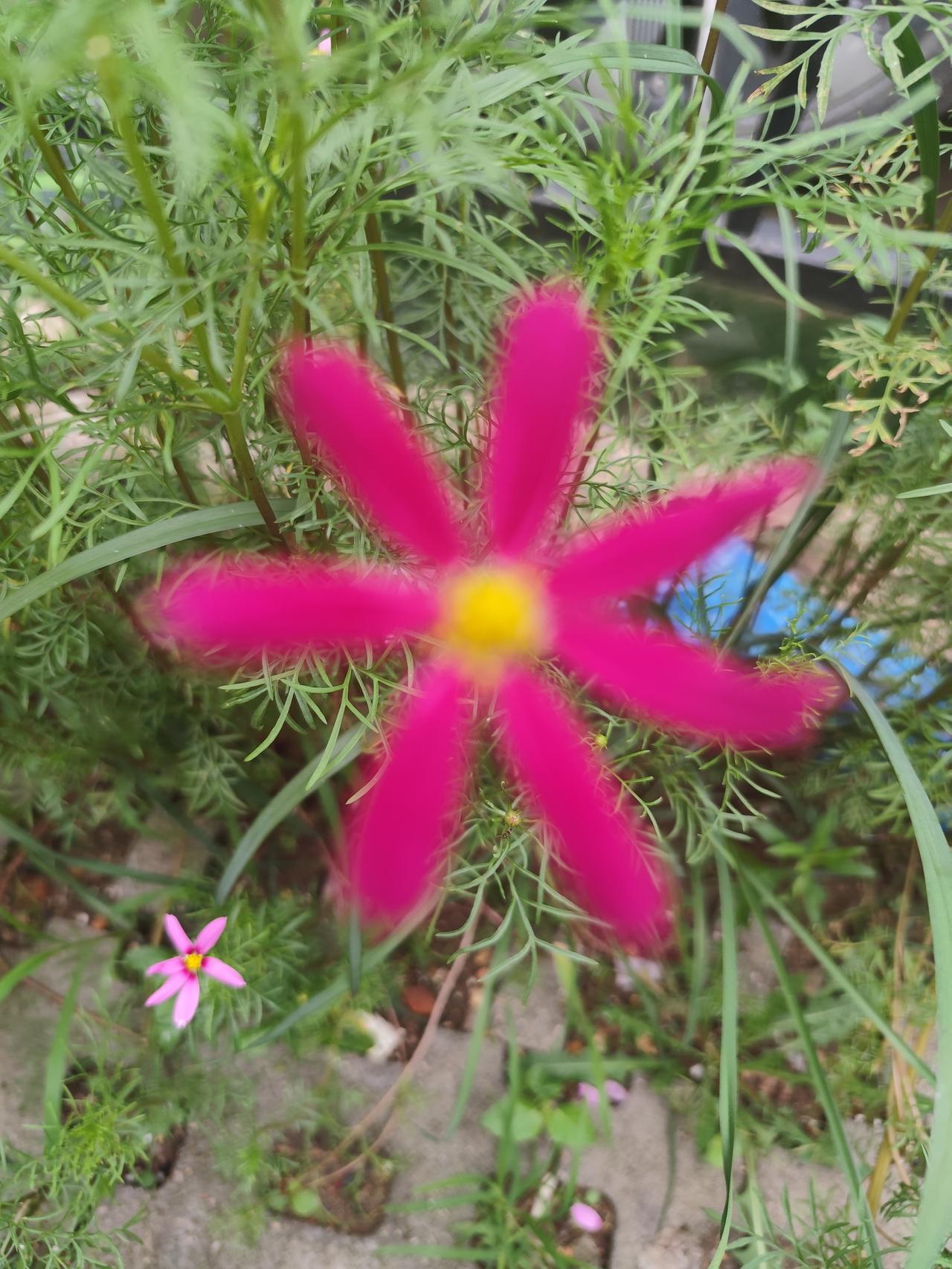 夏日小花波斯菊，波斯菊又称桑格花。花形美观，花色丰富，清新自然，惹人喜欢。