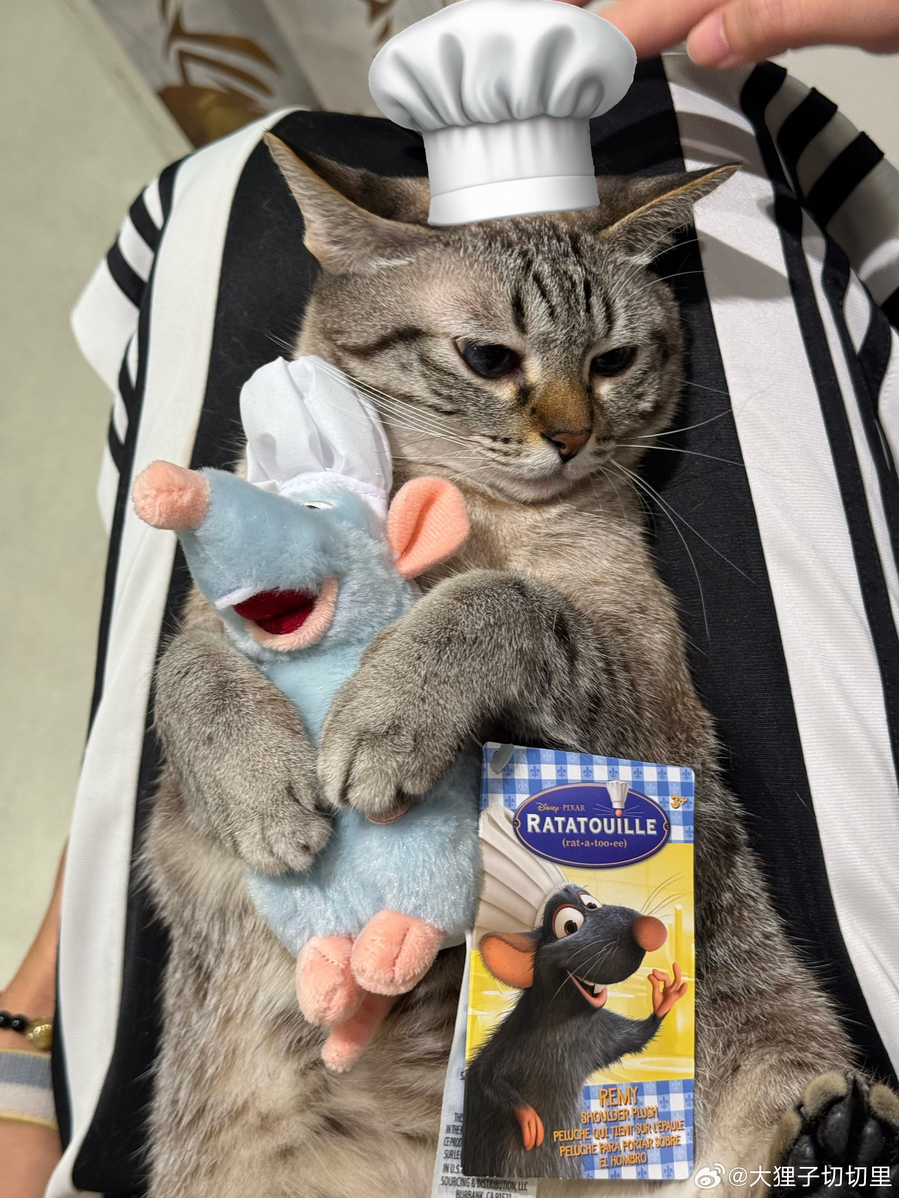 超级猫猫大厨 ​​​
