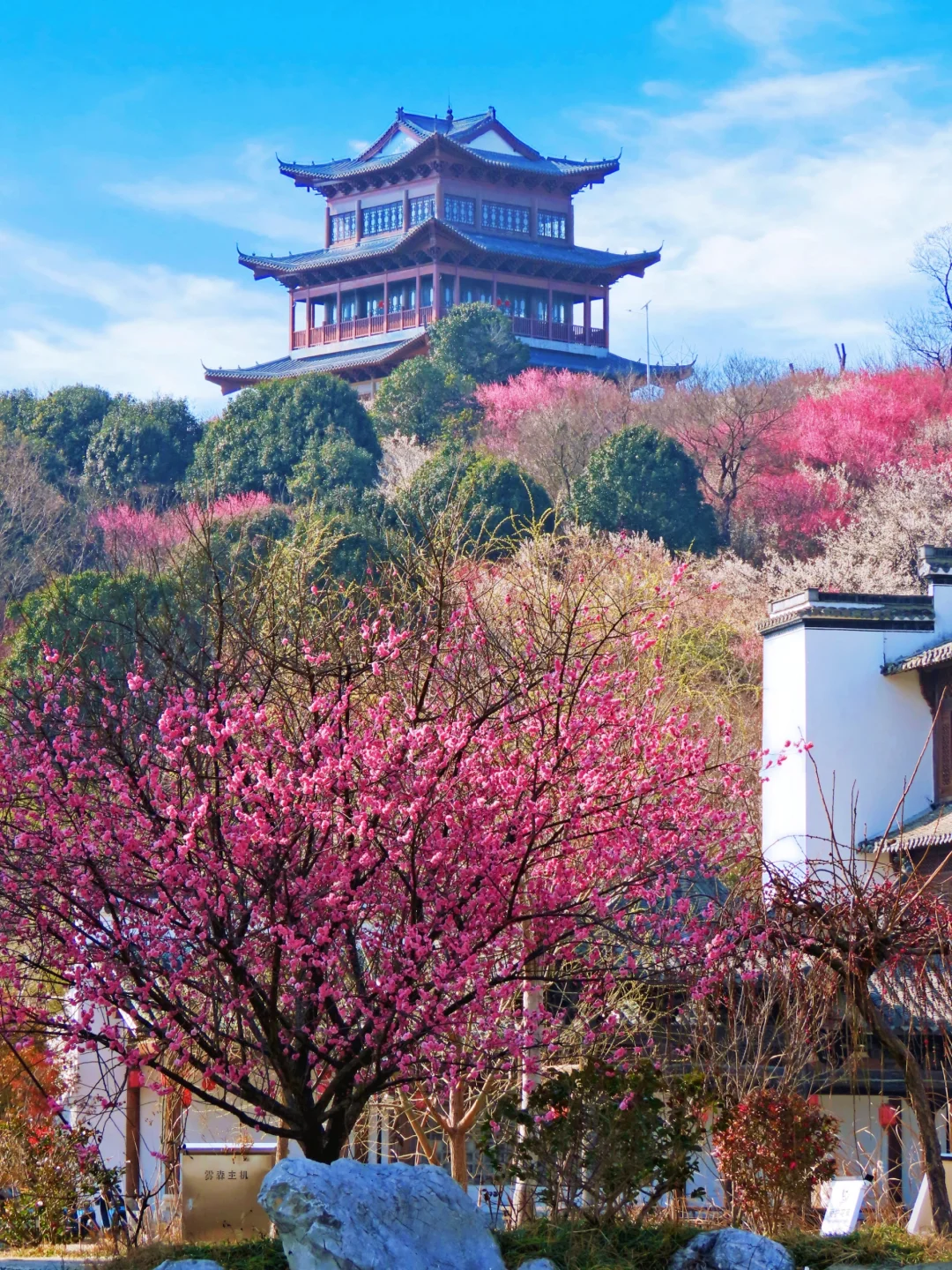 以为明孝陵梅花山够美了，直到来了这里