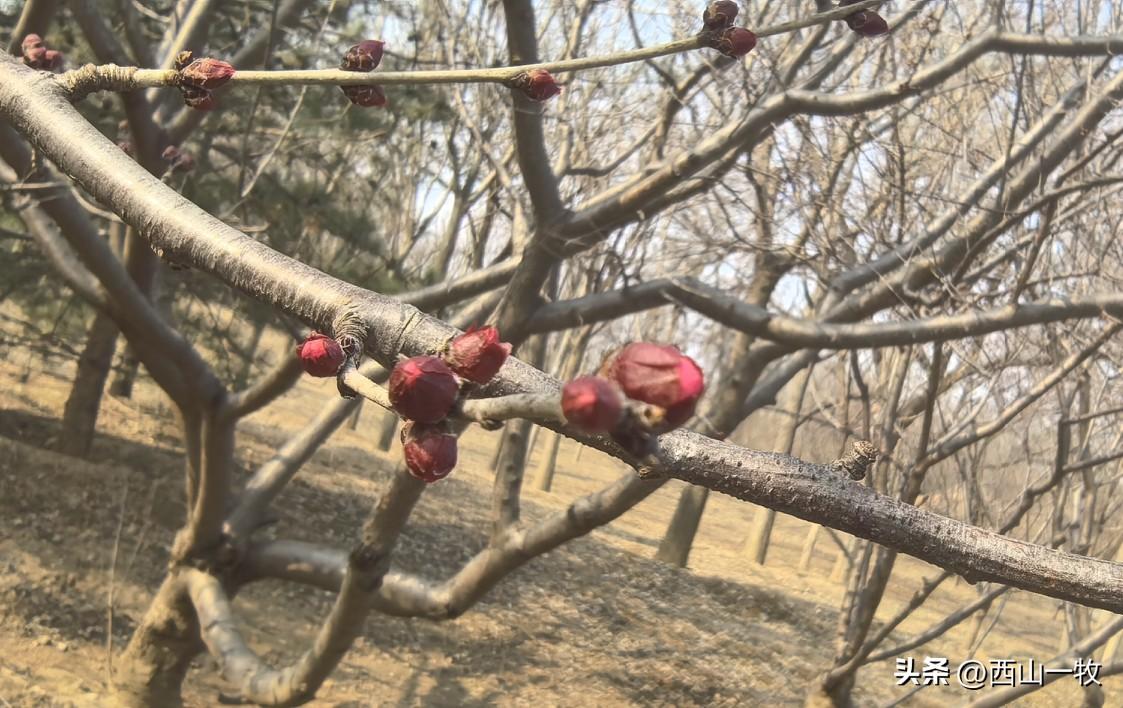 北国也有江南信，桃破知春近