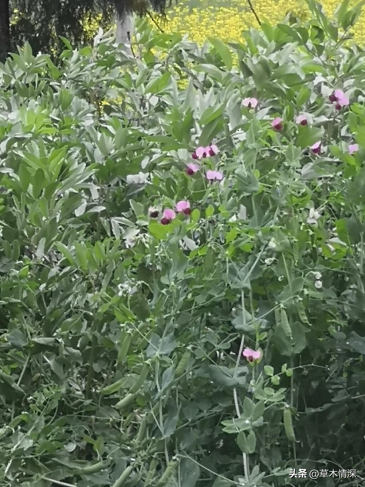 好，因三星堆非常出名，这是广汉城市的招牌，包含了城市文化文明。