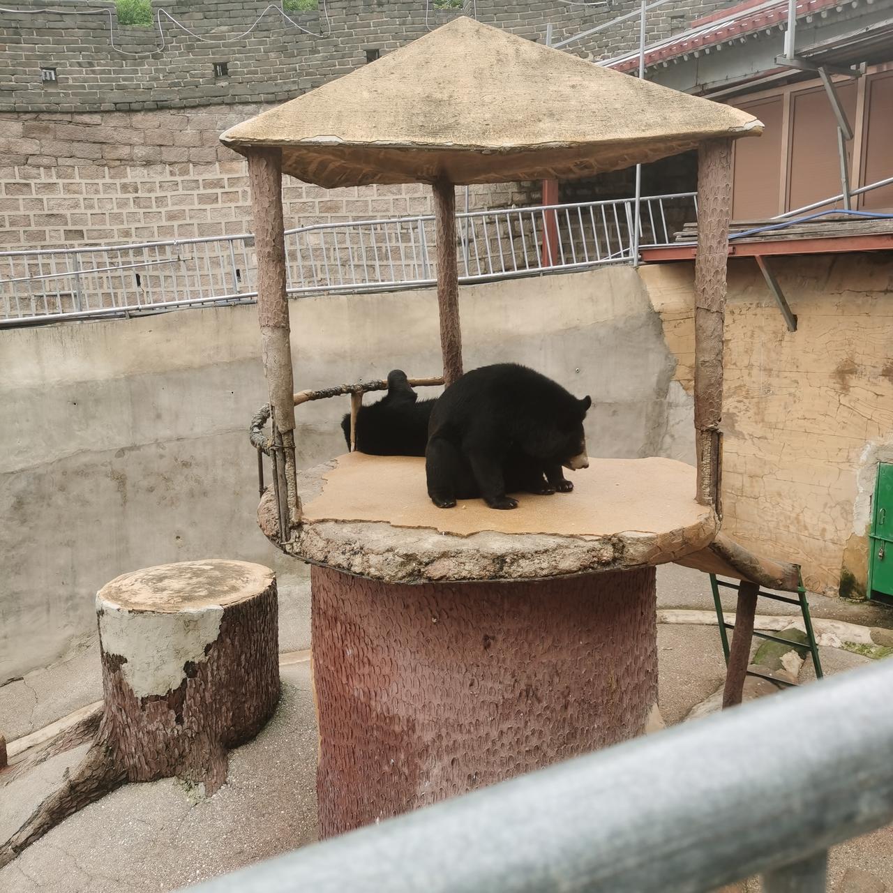 北京的八达岭长城

高温天气熊都热的爬下了

依然挡不住旅行人群做好汉的豪情
