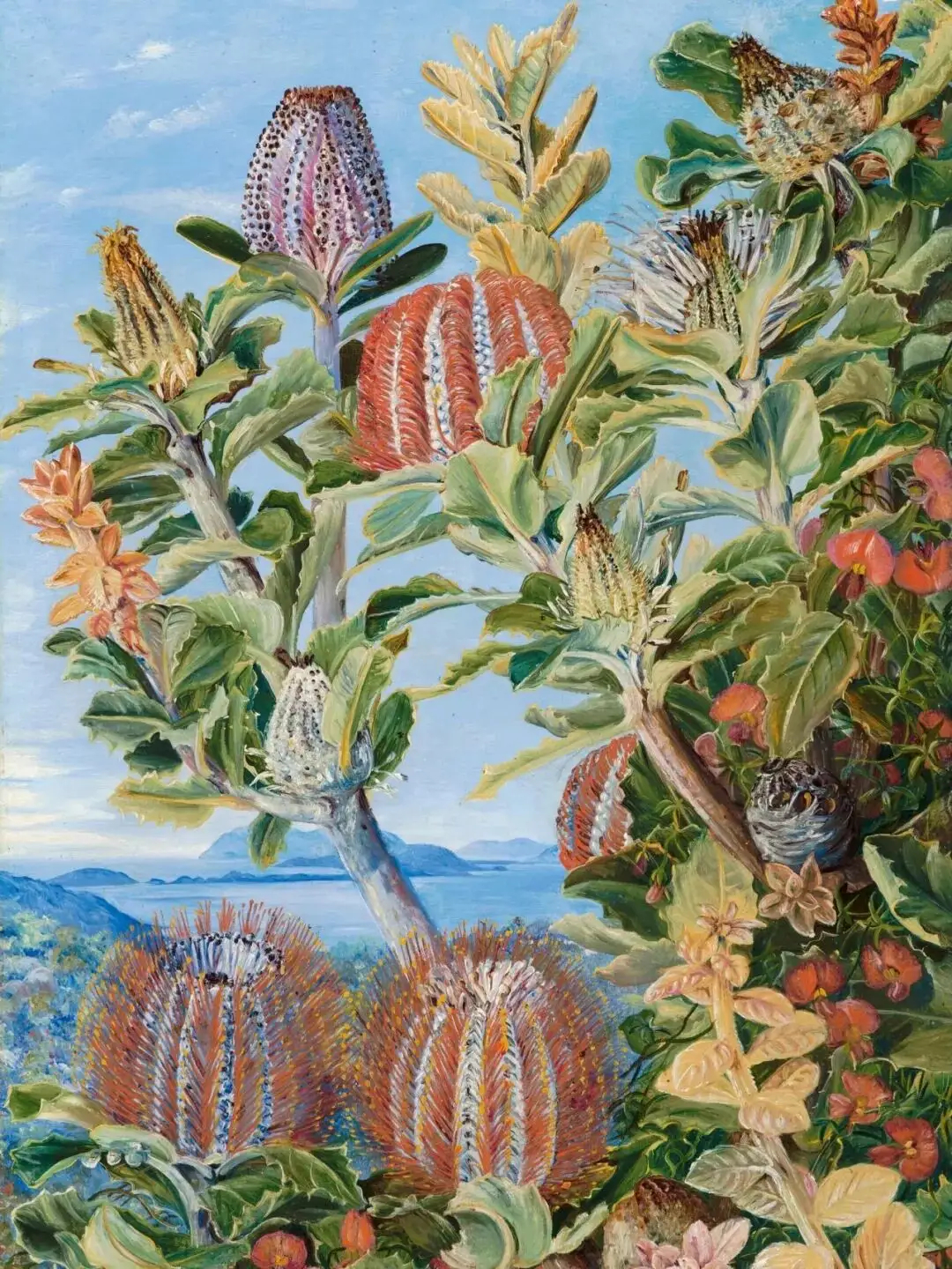英国植物艺术家、插画师Marianne North（1830—1890），也是独