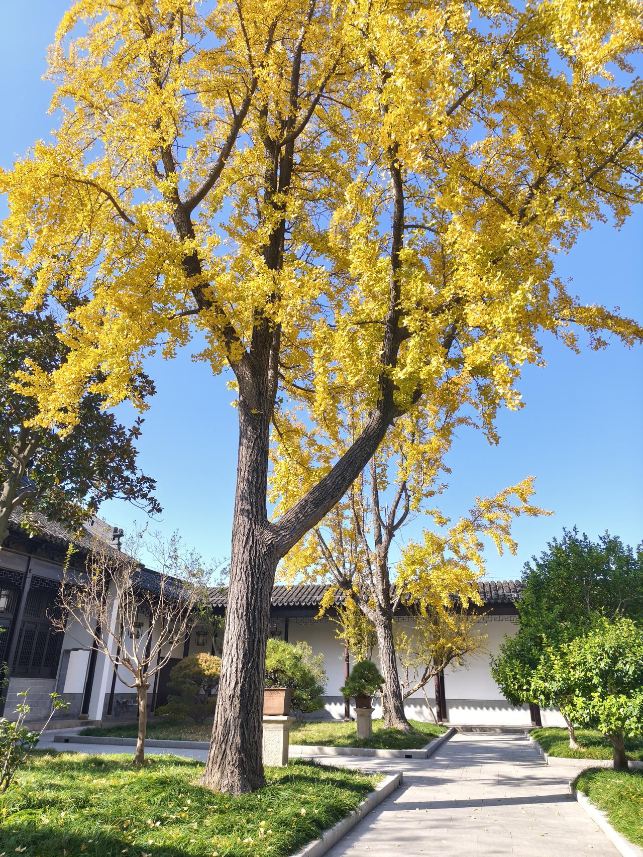 吴中第一山，虎丘山，
距今2500年。
古往今来，
文人墨客在此留下无数的足迹。