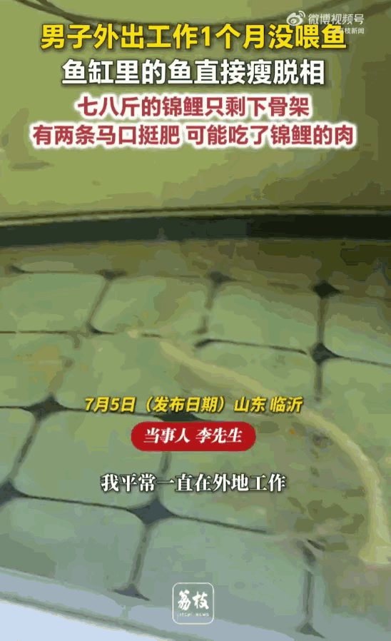 无妄之灾！山东临沂，一位男子出差一个月回家，赫然发现自家鱼缸里，一条养了多年的七