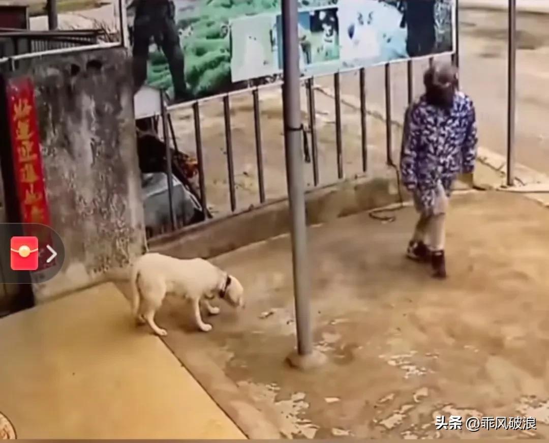 在监控画面下的场景让人触目惊心：一只看家护院的狗正在履行职责，一个偷狗贼用毒鸡爪