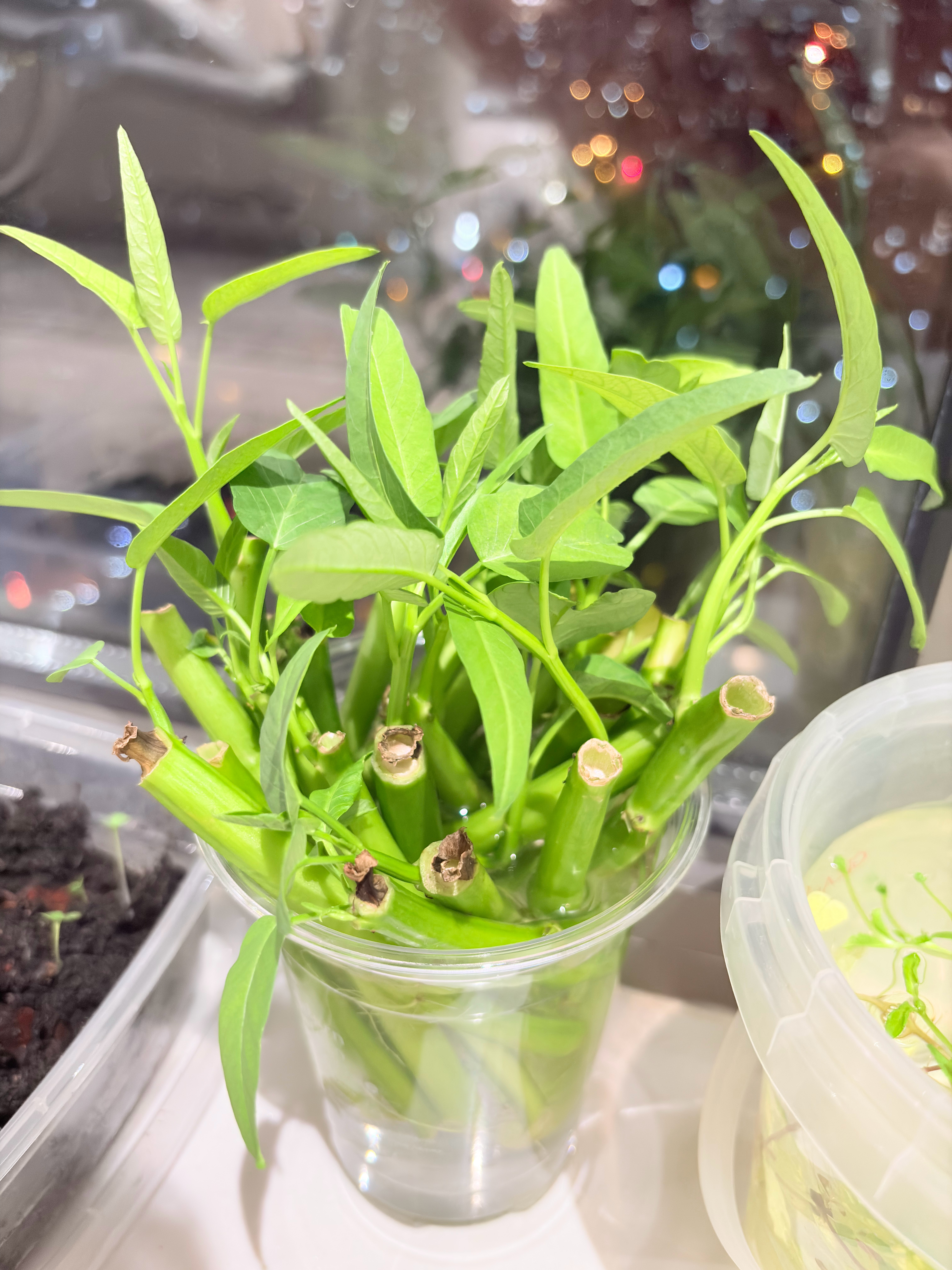 看我的鸡毛菜和空心菜 ​​​