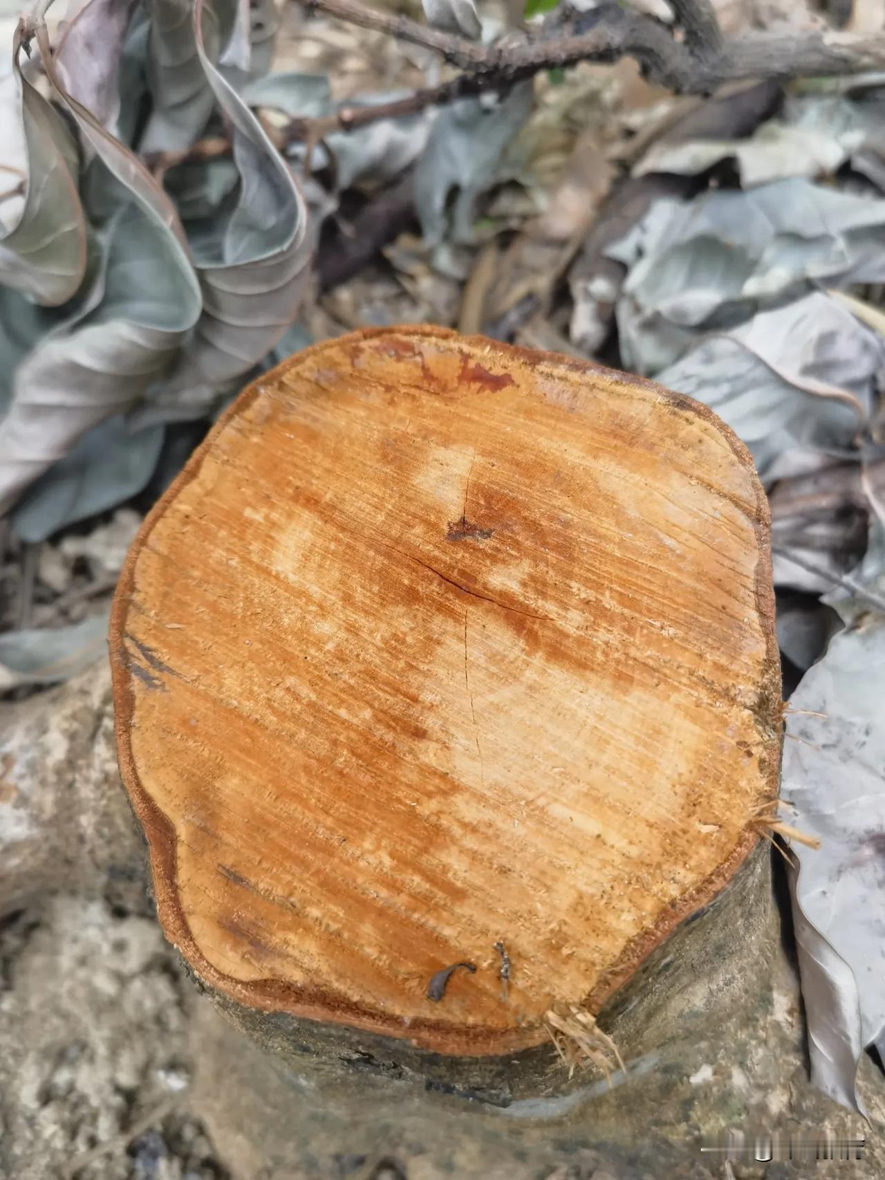上午，陪爸妈再次来到莲花山，感受一下深圳的变化，俯视就直观一圈一圈的长大！