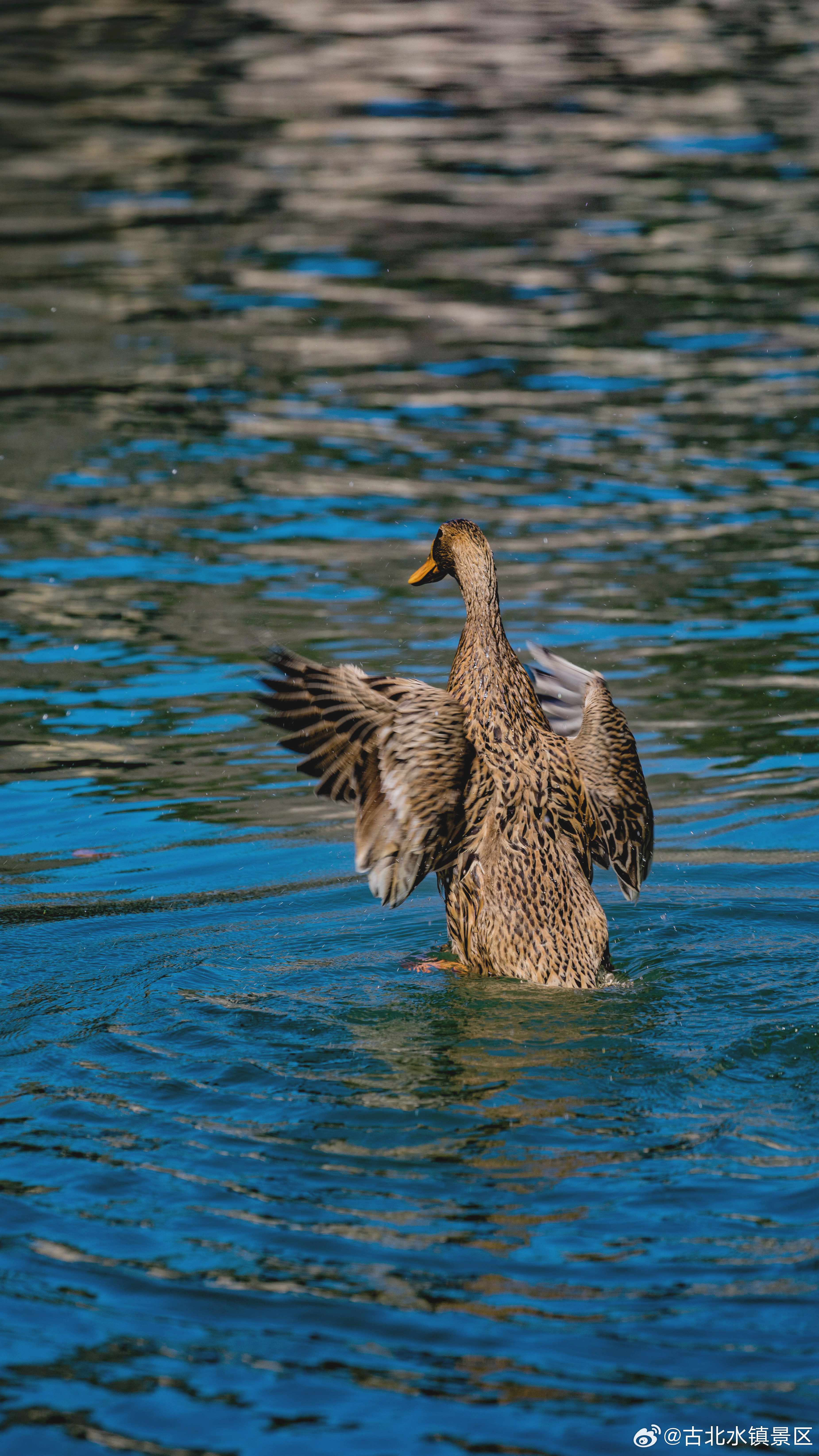 人在逆境中绽放的光，最是动人你在风雨里依然挺拔，在暗处也能熠熠生辉早安，宝子们～