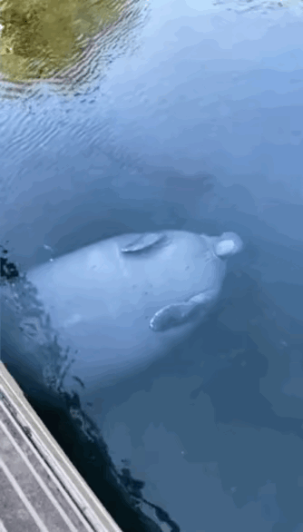 图1：什么物种啊？怎么看起来一副傻傻的样子啊？

图2：小姐姐熟练的动作可以看出