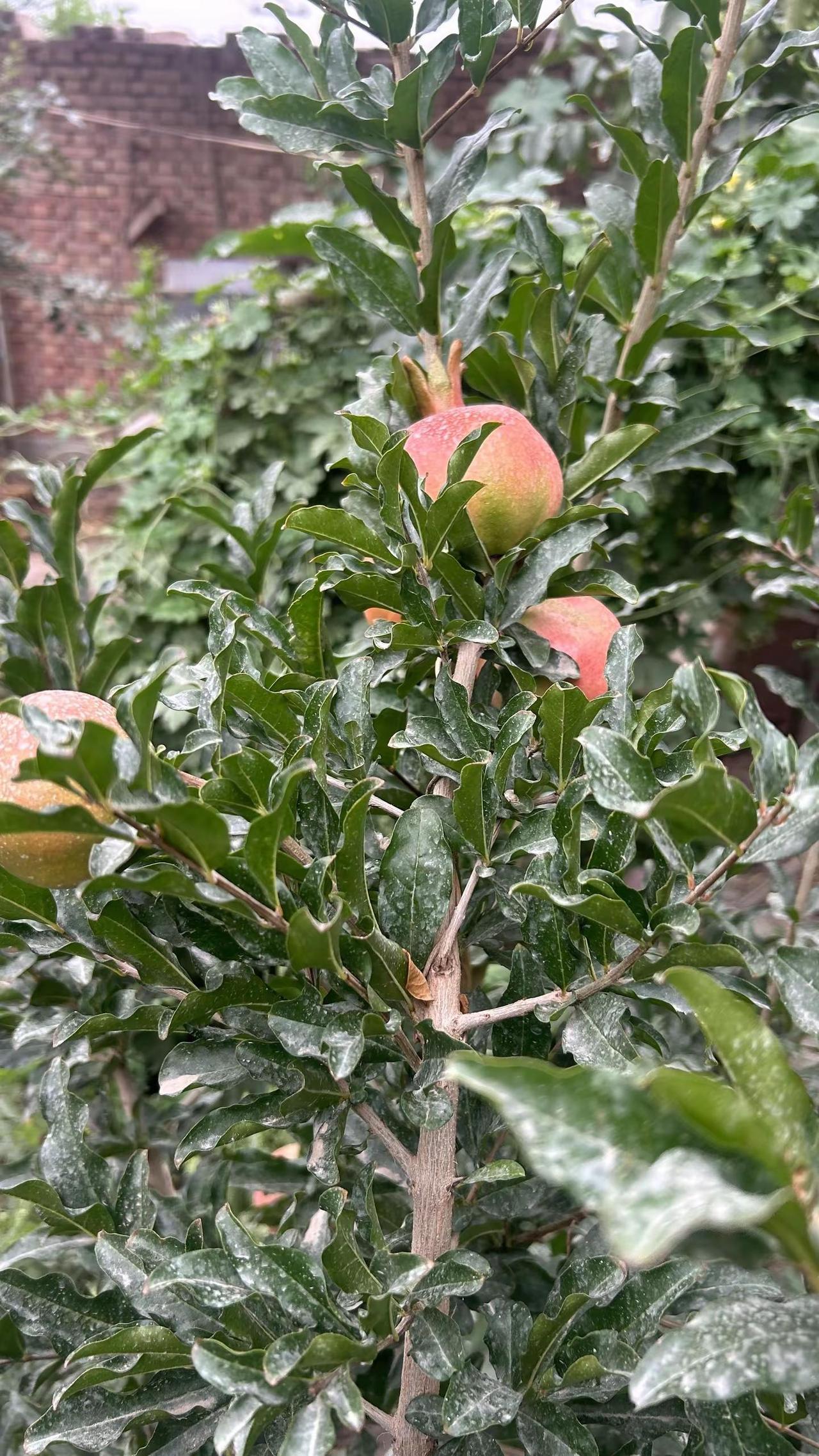 石榴快熟了。石榴成熟的季节 结满果子的石榴树 雨后石榴树 又是一年石榴季