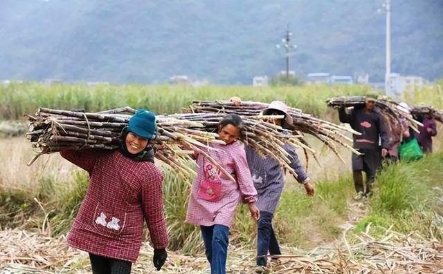 越南变化确实大，以前喊越南人过来广西砍甘蔗，一天50元人民币，后来变100人民币